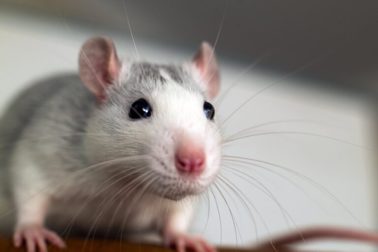 Hoe je je Rat kunt helpen een gezond gewicht te behouden