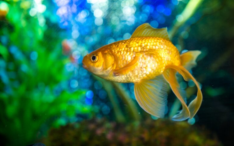 Hoe je je goudvissen gezond en gelukkig kunt houden