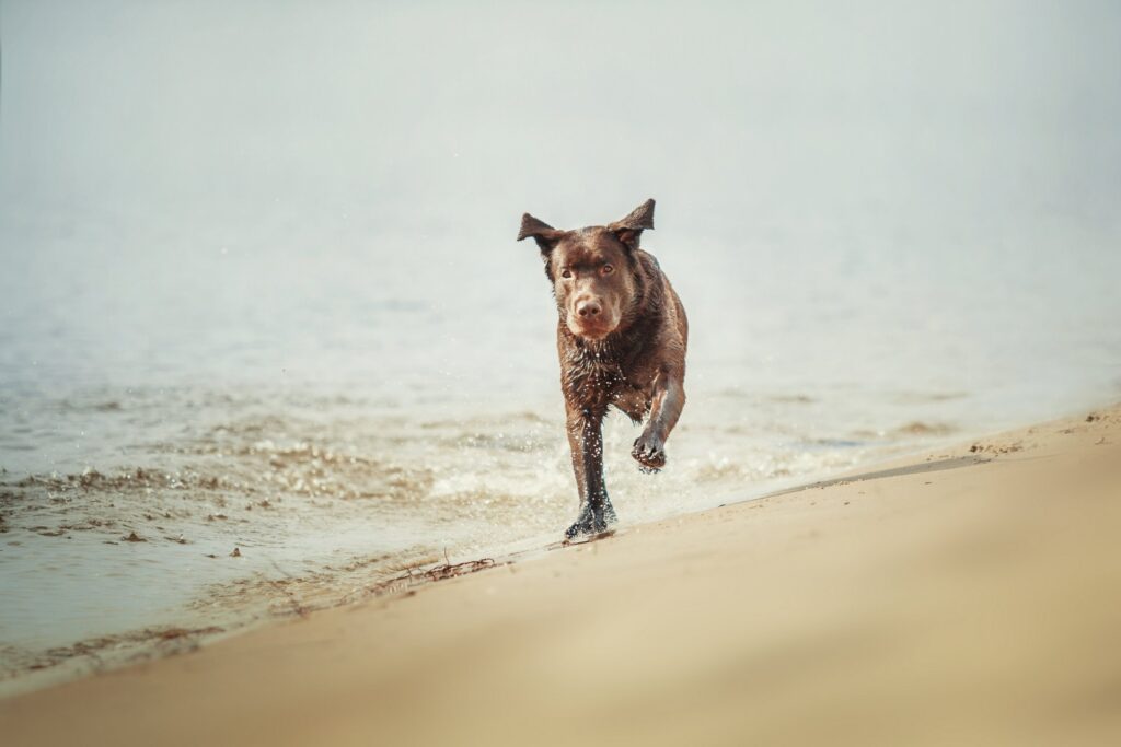 Hoe je je hond kunt helpen om zich beter aan zijn leiband te houden