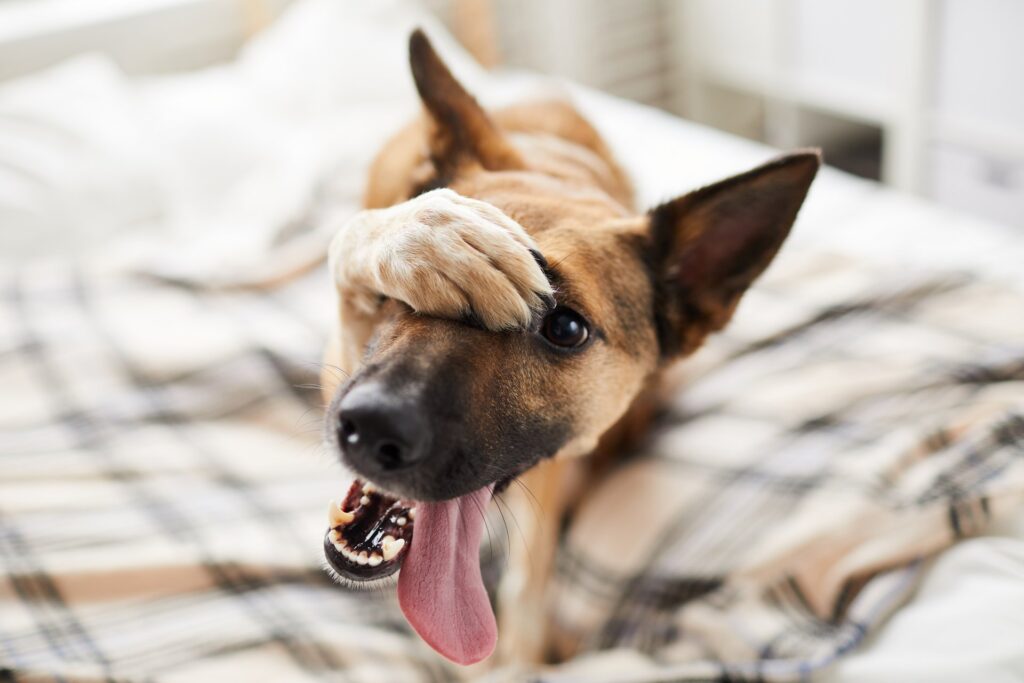 Hoe je je hond kunt laten stoppen met blaffen