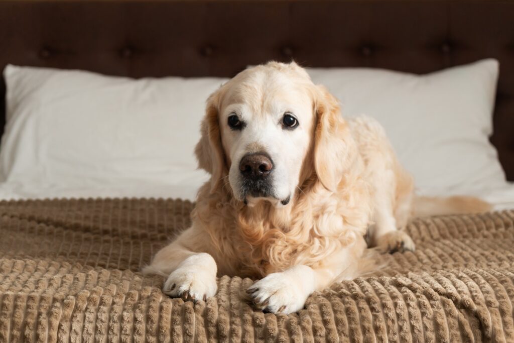 Hoe je je hond kunt trainen om andere honden te begroeten