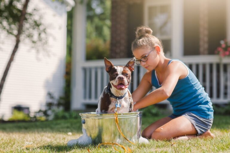 Hoe je je hond kunt trainen om lekker te luisteren