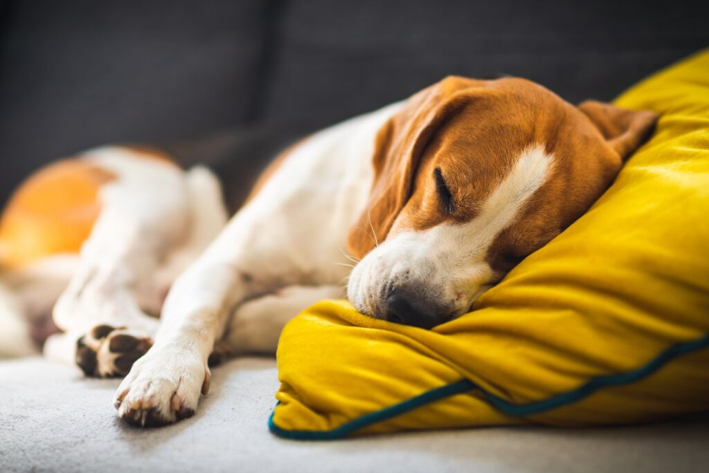 Hoe je je hond leert om commandos te gehoorzamen