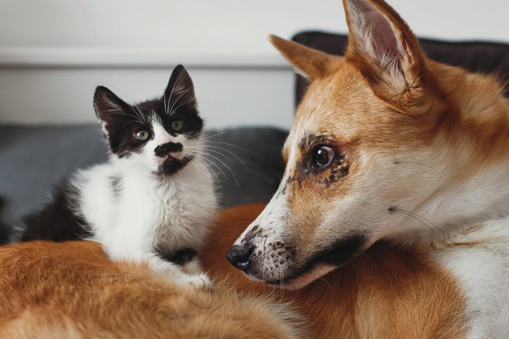 Hoe je je hond of kat kunt laten wennen aan een nieuw dieet