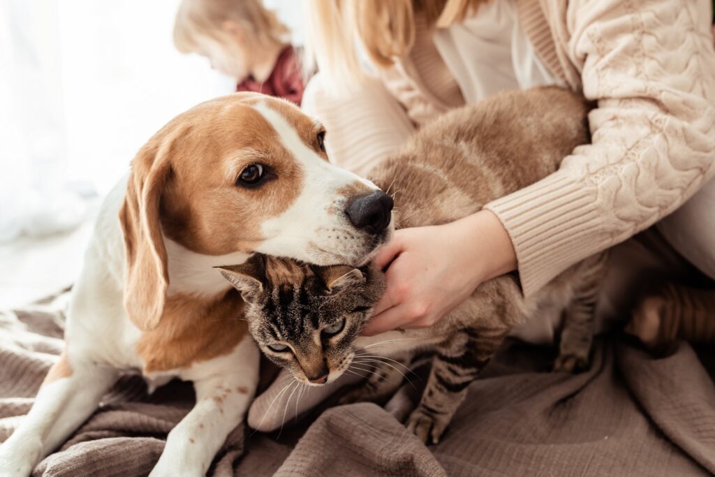 Hoe je je hond of kat kunt laten wennen aan een nieuwe medische behandeling