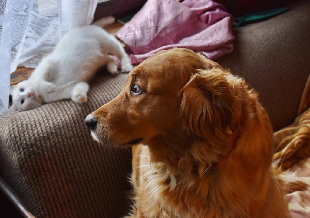 Hoe je je hond of kat kunt laten wennen aan een nieuwe routine I love my pet