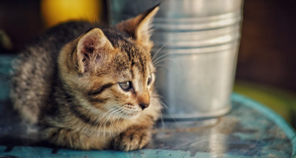 Hoe je je kat kunt laten wennen aan een nieuwe baas