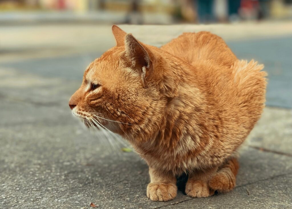 Hoe je je kat kunt laten wennen aan een nieuwe kat