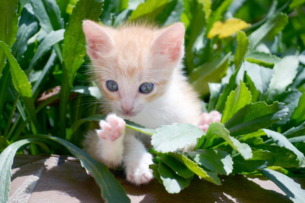 Hoe je je kat kunt trainen om op commando te komen