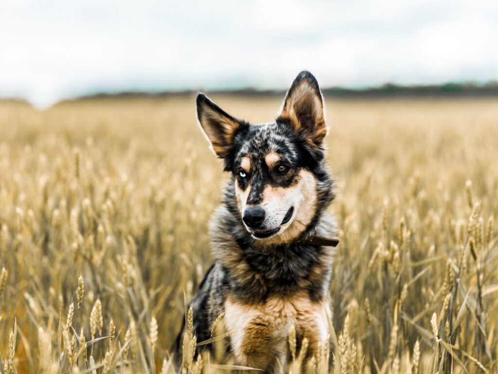 Hoe je kunt herkennen als je hond een oogprobleem heeft en hoe je het kunt behandelen