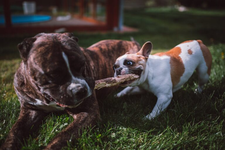 Hoe je kunt herkennen als je hond een zenuwprobleem heeft en hoe je het kunt behandelen