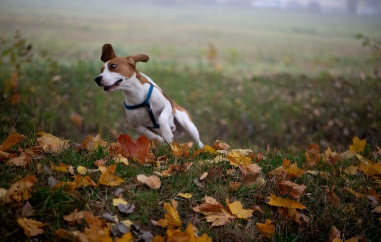 Hoe je kunt herkennen als je hond kanker heeft en hoe je het kunt behandelen