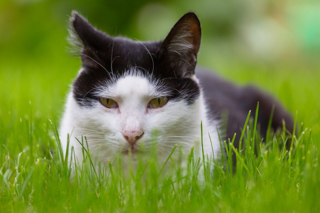 Hoe je kunt herkennen als je huiskat een blaasprobleem heeft en hoe je het kunt behandelen