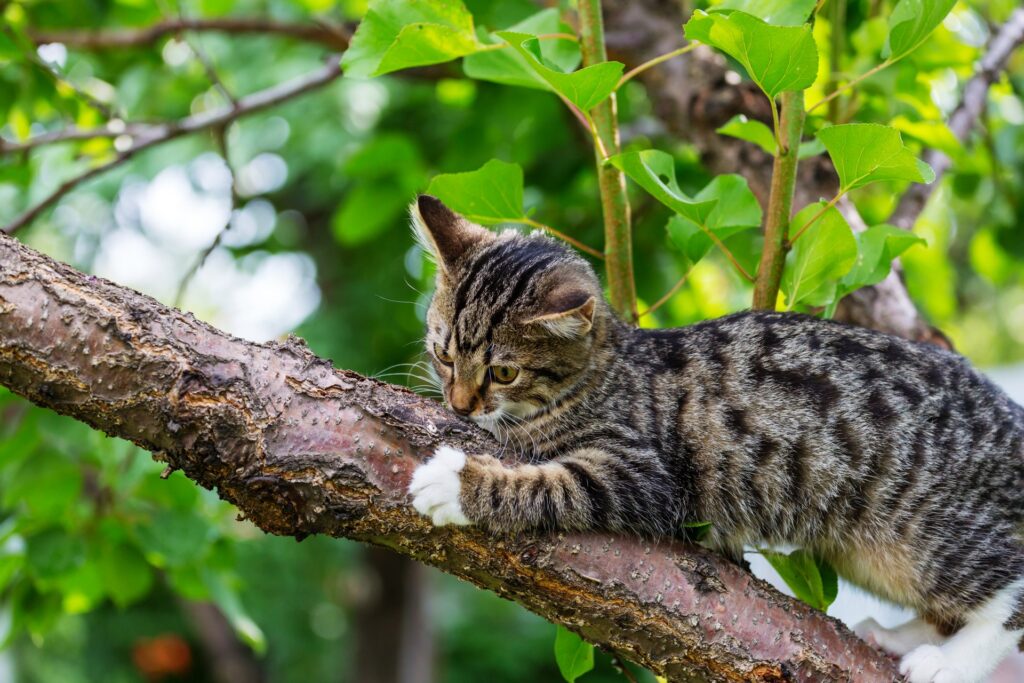 Hoe je kunt herkennen als je huiskat een leverschade heeft en hoe je het kunt behandelen