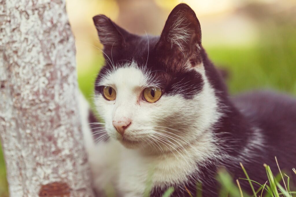 Hoe je kunt herkennen als je kat ziek is en wat je kunt doen