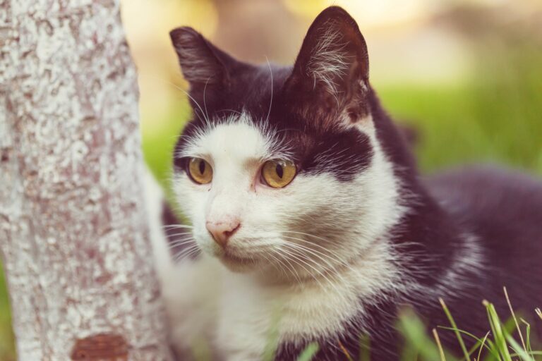Hoe je kunt herkennen als je kat ziek is en wat je kunt doen