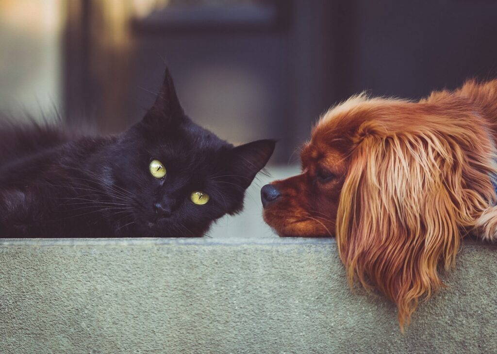 Hoe u problemen met de gewrichten bij uw hond of kat kunt behandelen en voorkomen