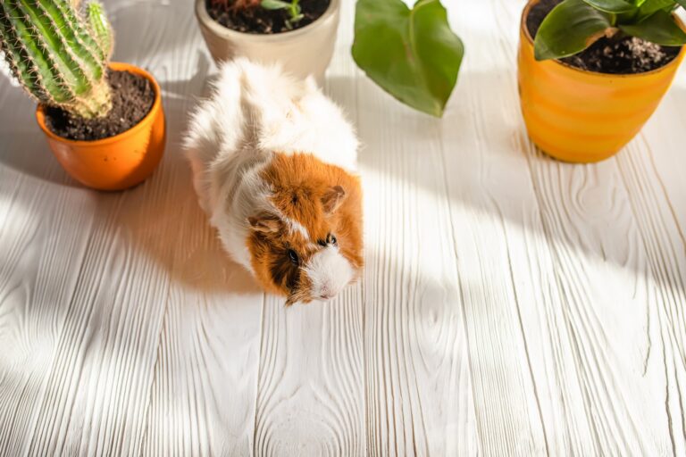 Hoe u uw cavia kunt trainen