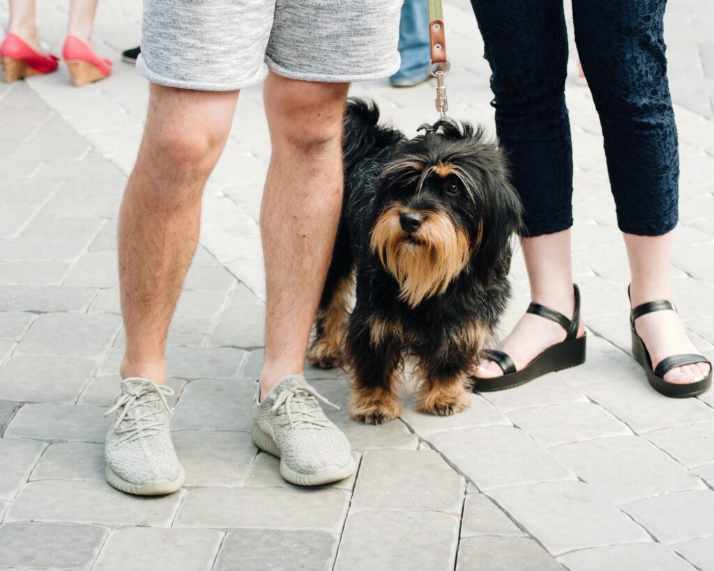 Hoe u uw hond beschermt tegen huidallergieen