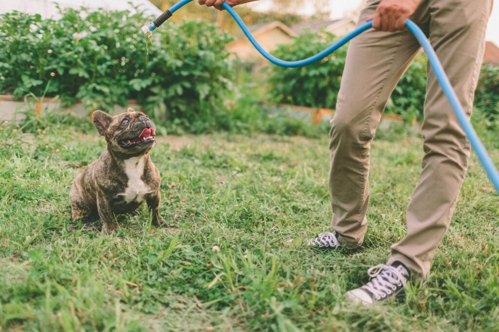 Hoe u uw huis allergie vriendelijk maakt voor honden met allergieen