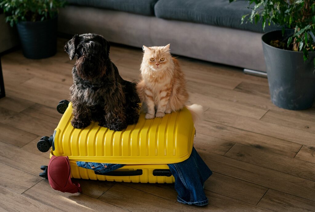 Hoe uw hond en kat allergieen behandelen