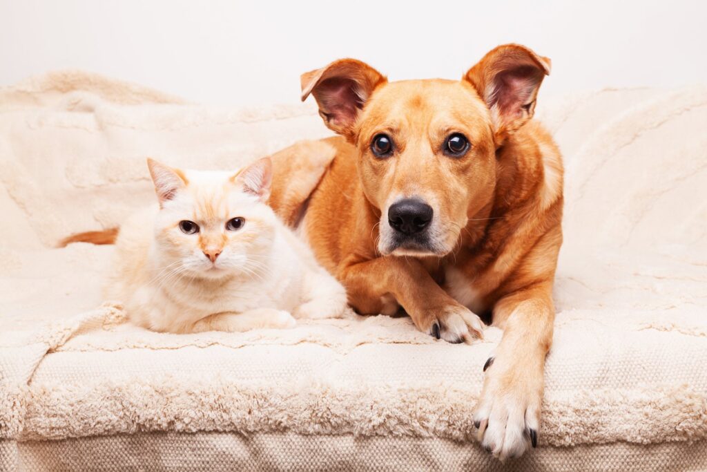 Hoe wetenschappelijk onderzoek ons helpt bij het begrijpen van de fysiologie van huisdieren