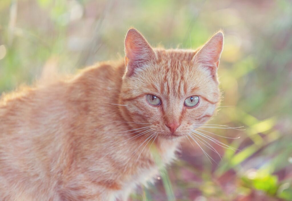 Hoe wetenschappelijk onderzoek ons helpt bij het begrijpen van het gedrag van katten