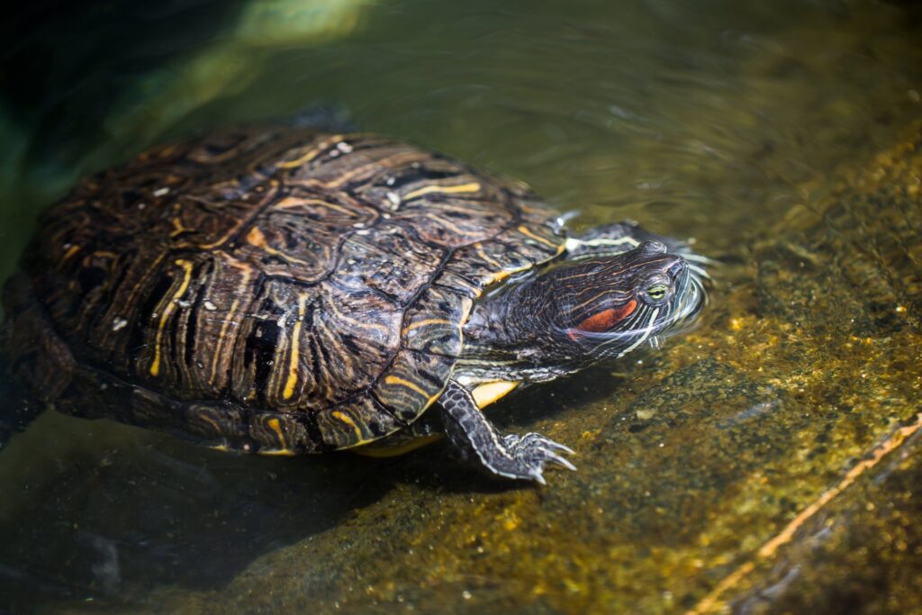 Hoe zorg je voor de juiste huisvesting en omgeving voor je waterschildpad als huisdier