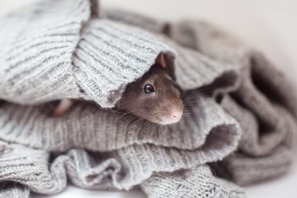 Hoe zorg je voor een Rat met speciale behoeften