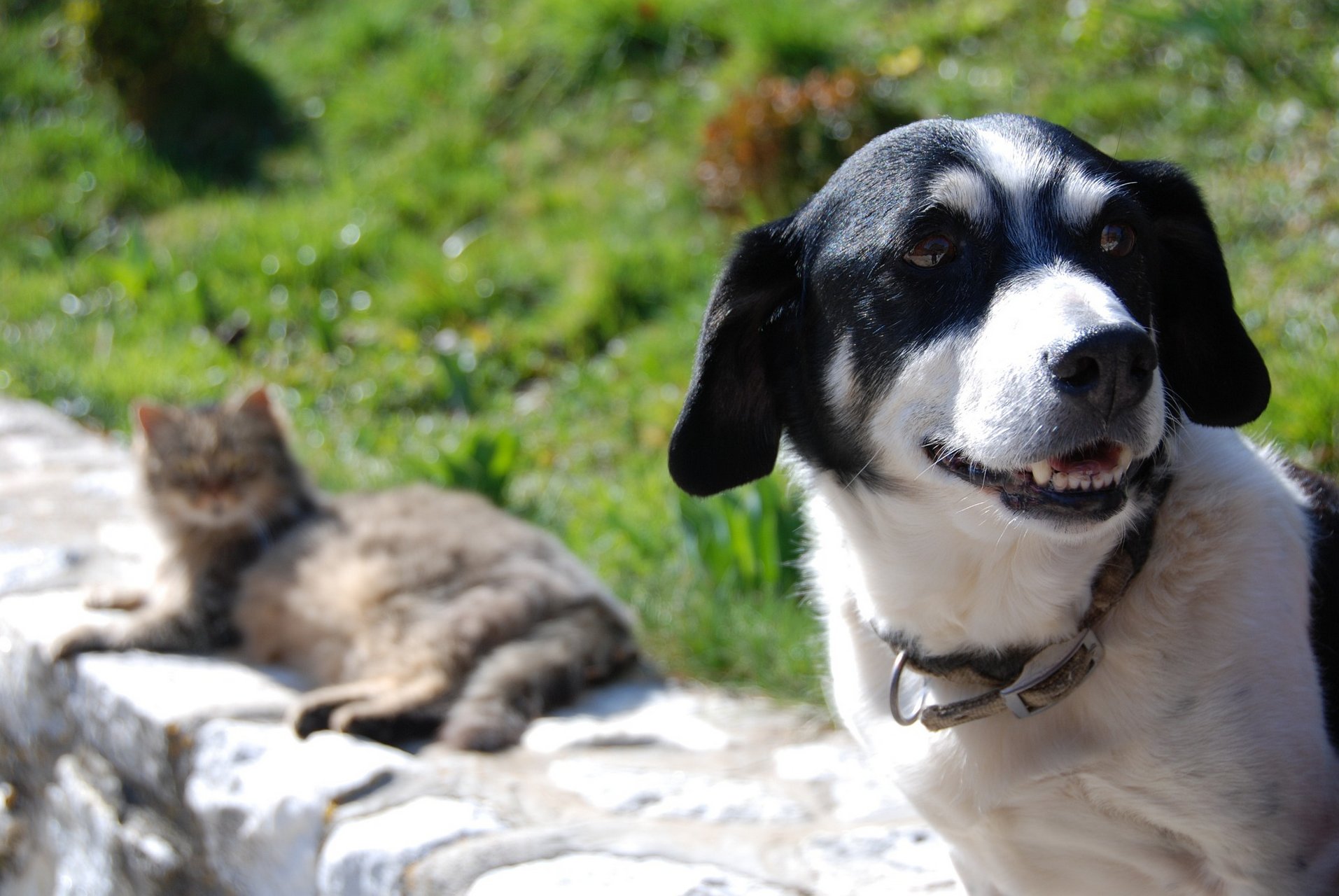 Huidproblemen bij honden en katten hoe u ze kunt herkennen en behandelen