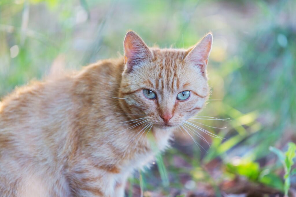 Kattenallergieen symptomen en behandelingen