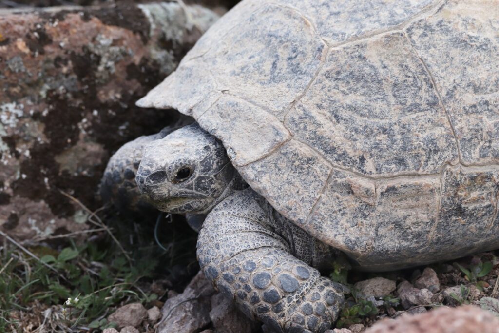 Schildpadden als huisdier de basisprincipes van de verzorging