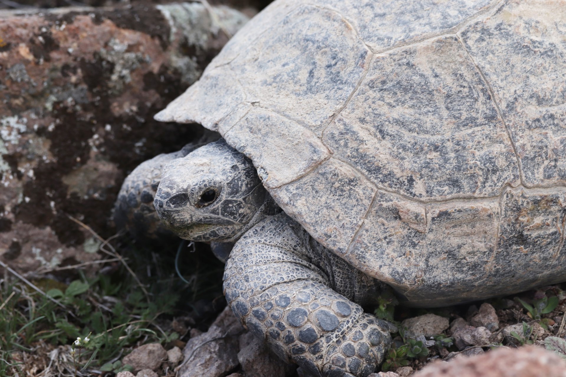 Schildpadden als huisdier de basisprincipes van de verzorging