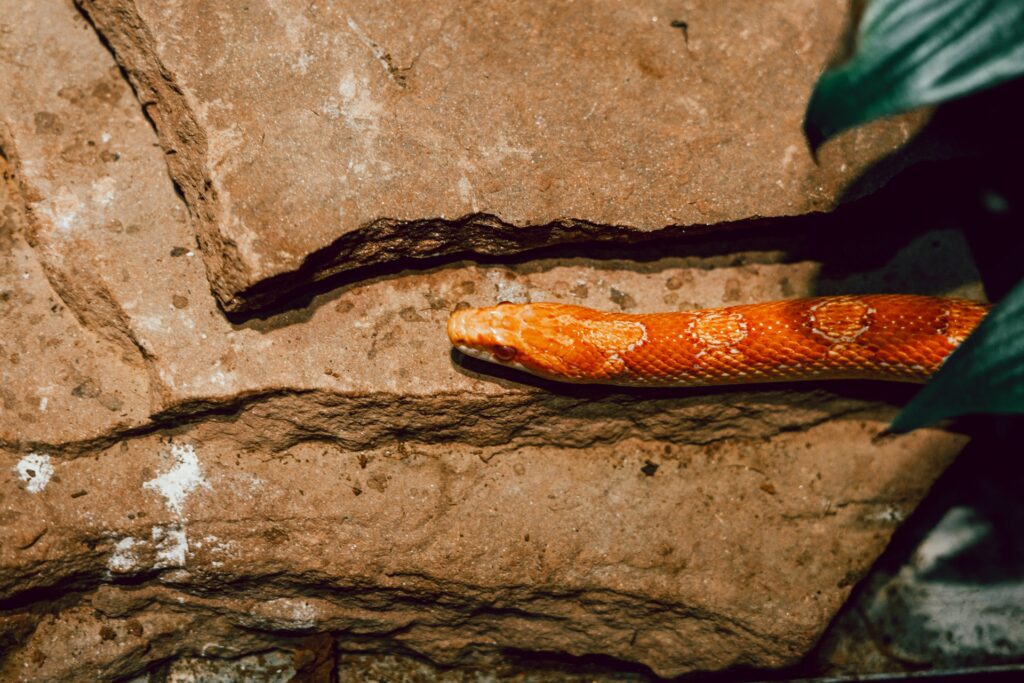 Slangen als huisdier feiten en fabels over deze interessante dieren