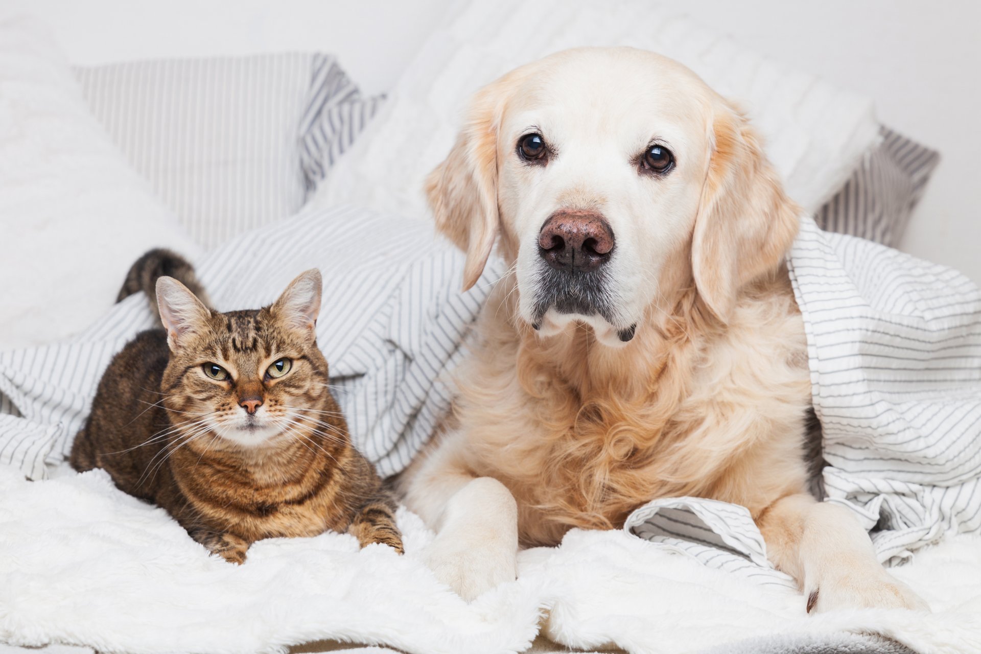 Voeding en allergieen bij honden en katten