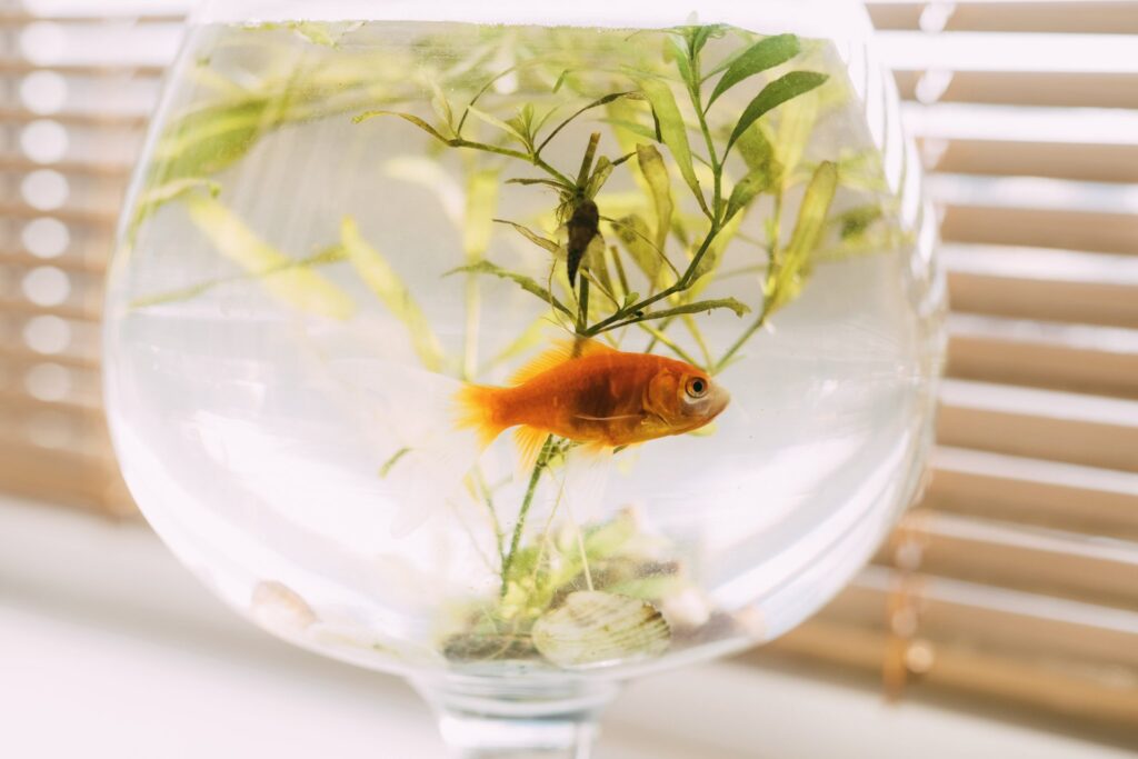 Waarom goudvissen een perfect huisdier zijn