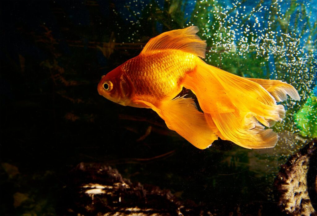 Waarom goudvissen zon leuke en unieke huisdieren zijn