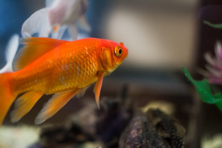 Waarom goudvissen zon populair huisdier zijn