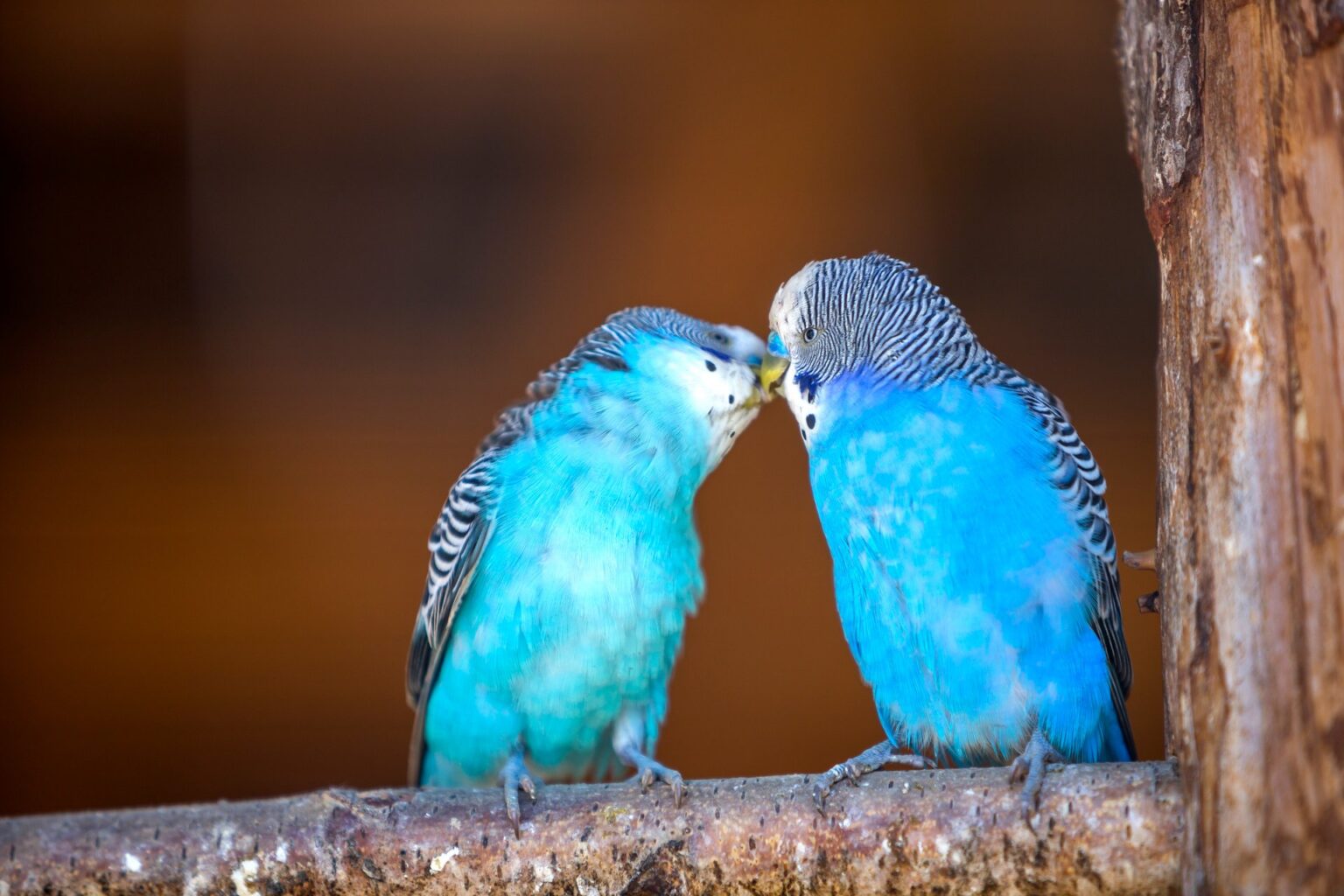 Review van het Online Casino-game Club 2000 door Stakelogic voor Nederlandse Spelers