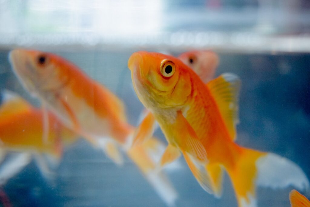 Wat u moet weten over het houden van goudvissen