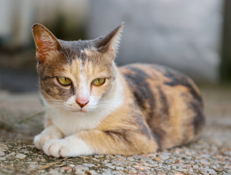 Wat zijn de 7 meest voorkomende misvattingen over katten