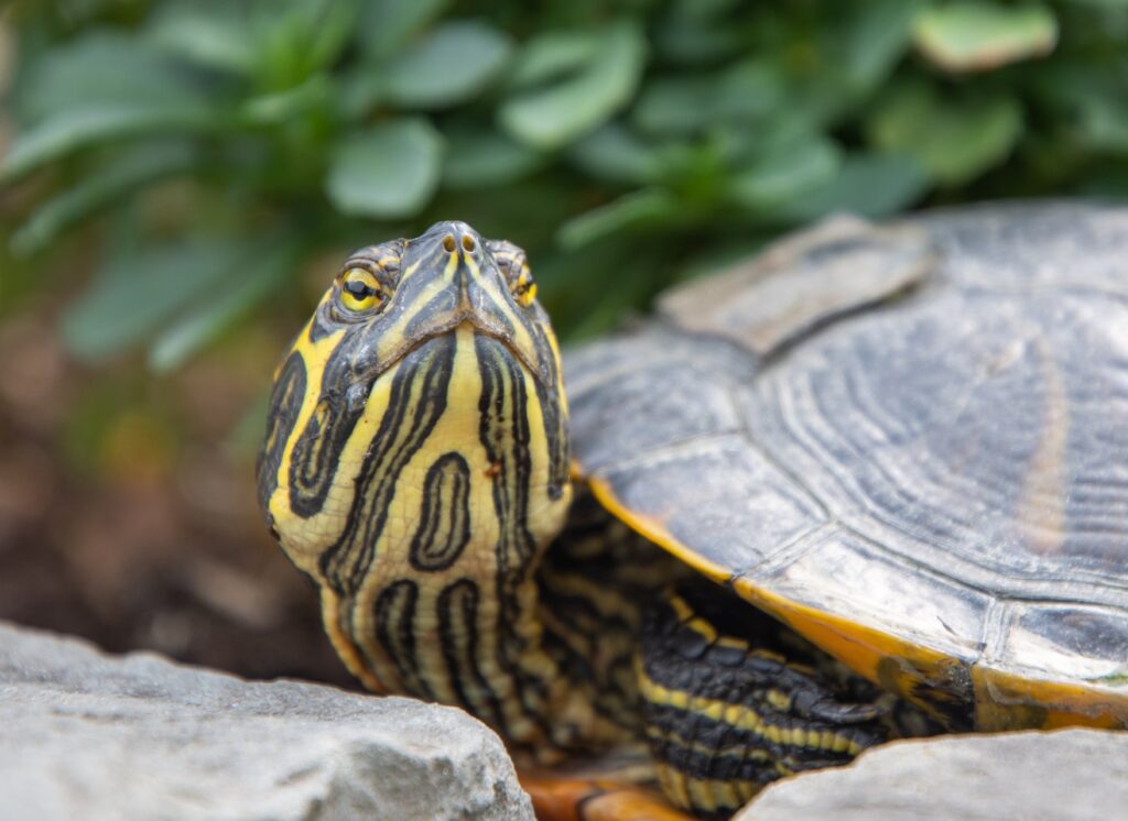 Waterschildpadden als huisdier wat je moet weten voordat je er een aanschaft