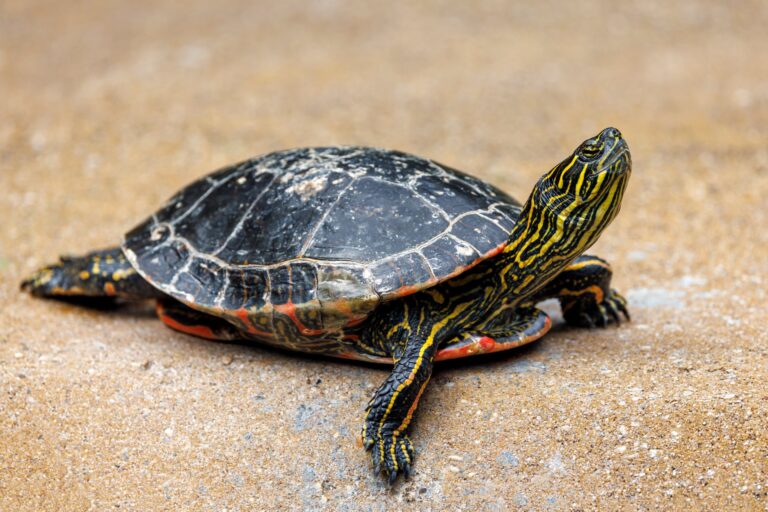 Waterschildpadden en hun interactie met de omgeving hoe te spelen en te vermaken