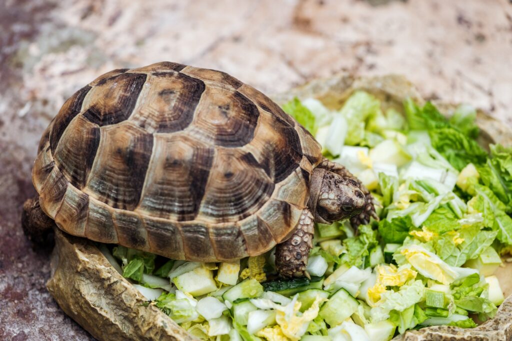 Welke schildpad past bij jou Een gids voor het kiezen van het juiste soort