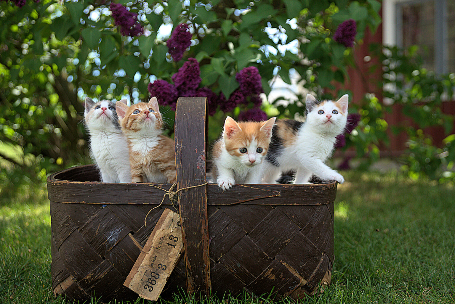 De gevaren van te veel katten in huis: hoe je de hoeveelheid katten