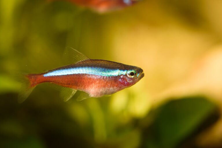 Neon tetras Prachtige vissen voor je aquarium maar waar moet je op letten